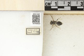 Media type: image;   Entomology 769020 Aspect: Labels
